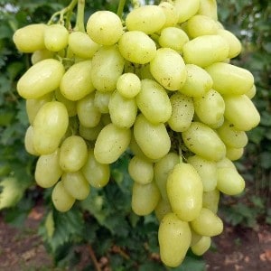Bananas – konténeres