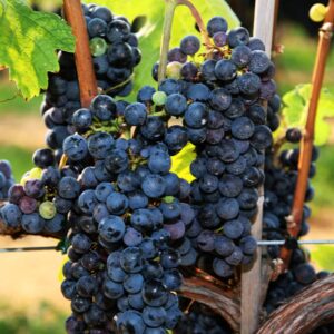 Cabernet Franc – konténeres