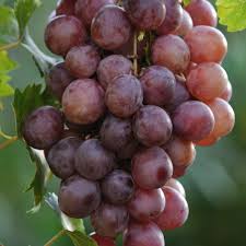 Piros Chasselas – szabadgyökeres