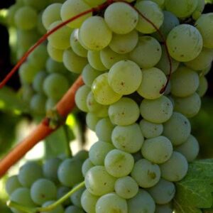 Sauvignon Blanc – konténeres