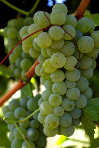 Sauvignon Blanc - konténeres