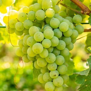 Chardonnay – konténeres