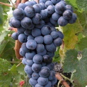 Merlot – konténeres