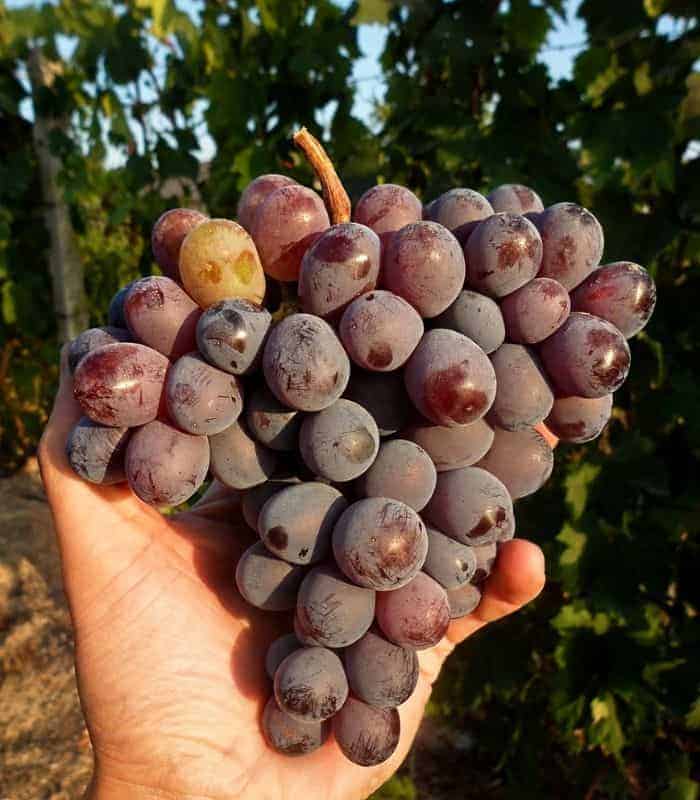 Kismis Moldavszkij Seedless Container-Grown Grapevine - slika 2