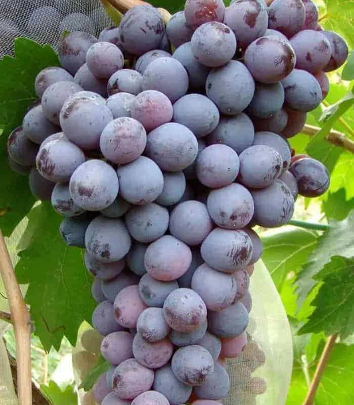 Kismis Moldavszkij Seedless Container-Grown Grapevine - slika 3