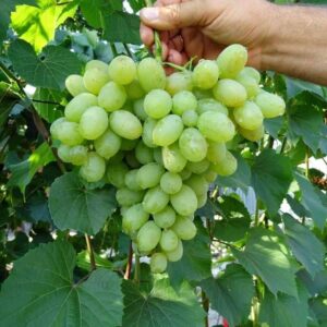 Novis Podarok Zaporozsju konténeres szőlőoltvány