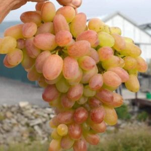 Preobrazsényie konténeres szőlőoltvány