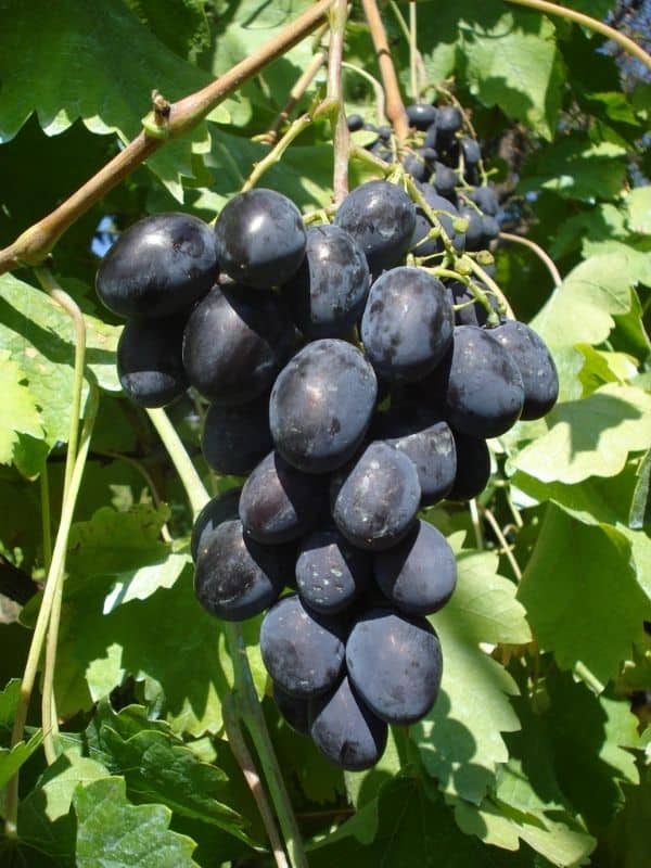 Black Magic konténeres szőlőoltvány - Image 3