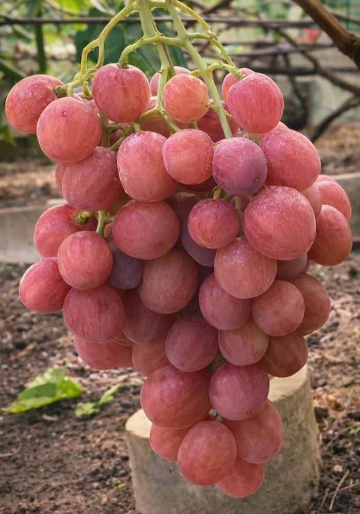 Dinka konténeres szőlőoltvány - Image 2