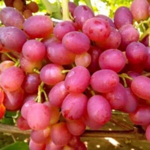 Dinka konténeres szőlőoltvány