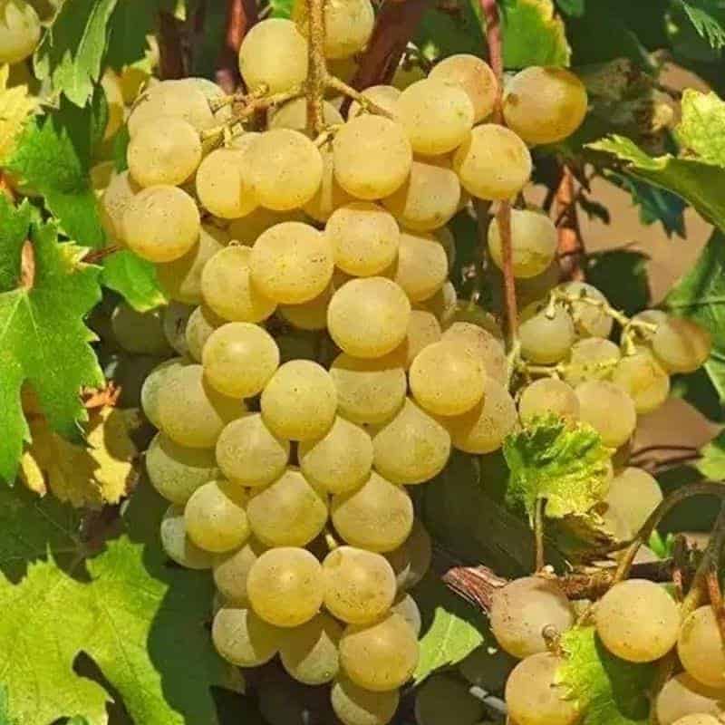 Fanny Container-Grown Grapevine - slika 3