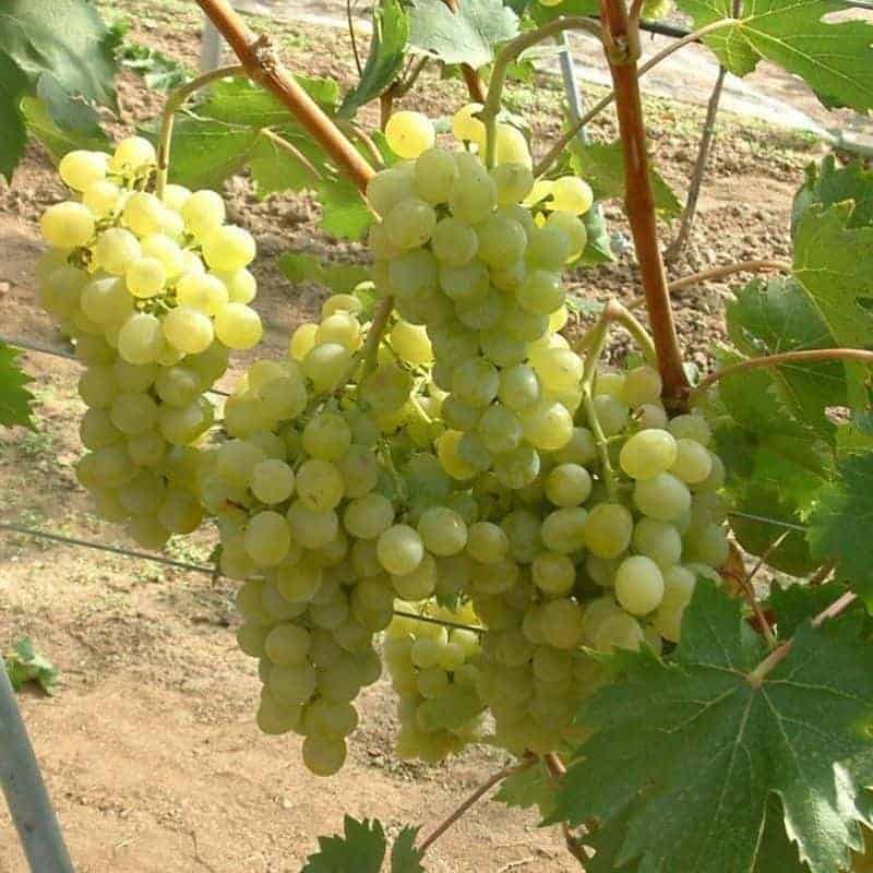 Fanny Container-Grown Grapevine - slika 2