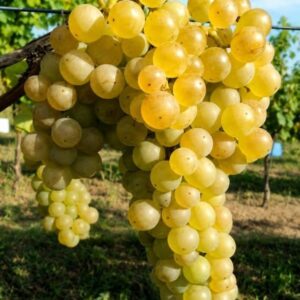 Fehér Izabella konténeres szőlőoltvány