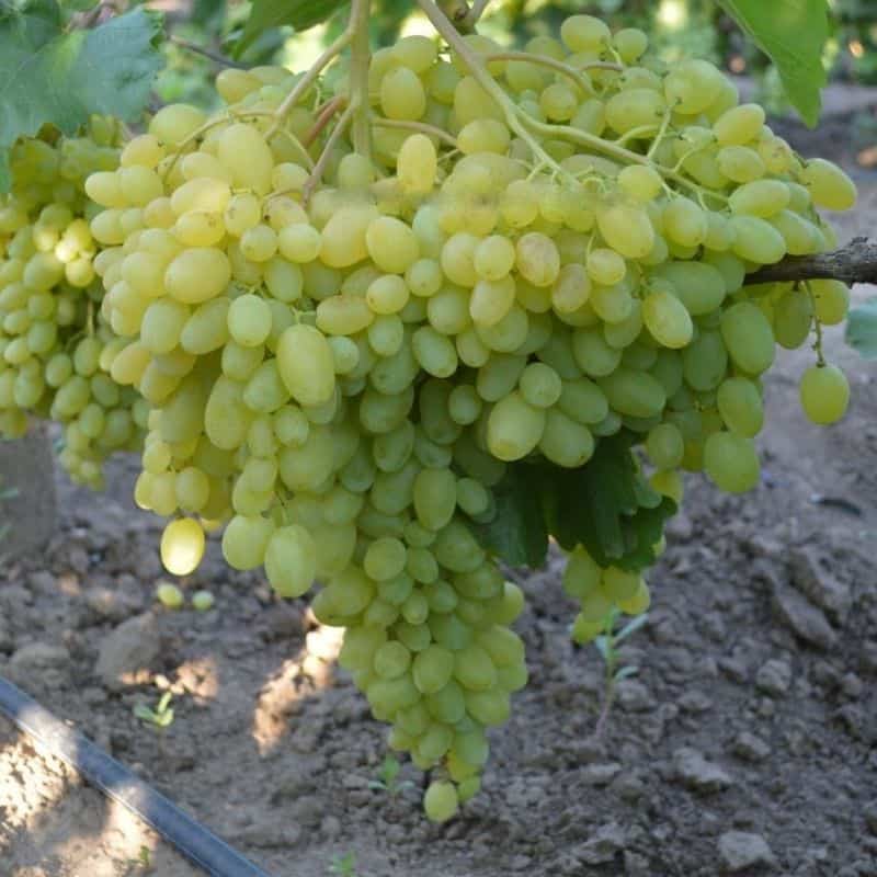 Geliodor Seedless Container-Grown Grapevine - Imagine 2