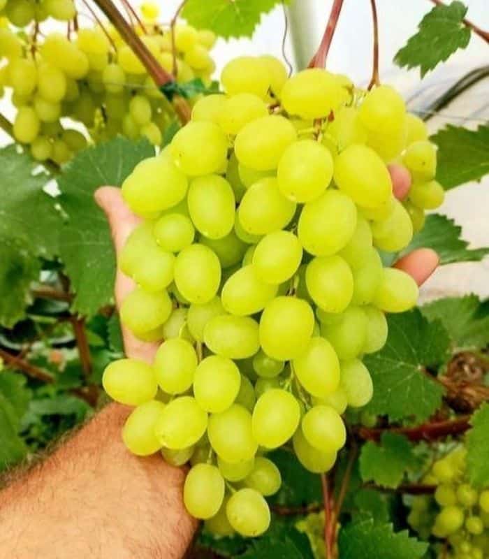Geliodor Seedless Container-Grown Grapevine