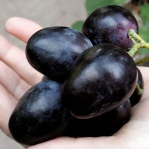 Pegazus konténeres szőlőoltvány