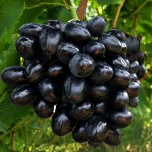 Pegazus konténeres szőlőoltvány