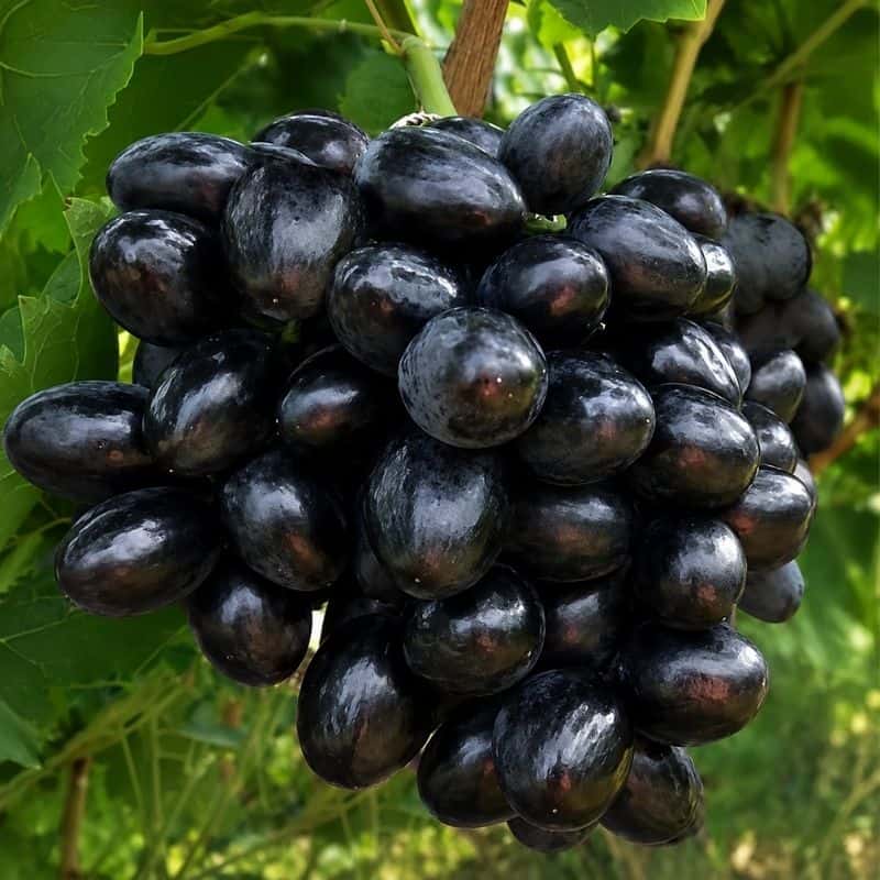 Pegazus konténeres szőlőoltvány