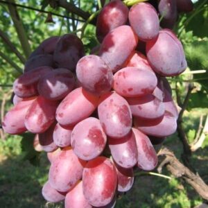 Rizamat konténeres szőlőoltvány