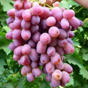 Rizamat konténeres szőlőoltvány